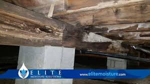 basement mold removal in raleigh nc
