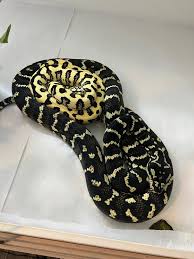 carpet pythons ta snakes