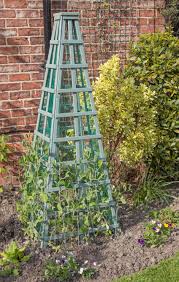 Grow throughs are placed over plants in early. Sweet Peas