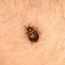 Dealing With Bed Bugs In Ireland