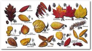 Leaf Identification Chart Leaf Miner In This Game