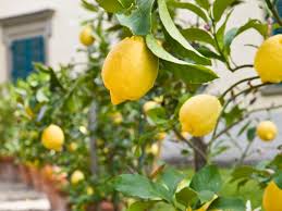Growing Citrus In Containers