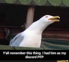 With tenor, maker of gif keyboard, add popular discord animated gifs to your conversations. Y All Remember This Thing I Had Him As My Discord Pfp Y All Remember This Thing I Had Him As My Discord Pfp Ifunny