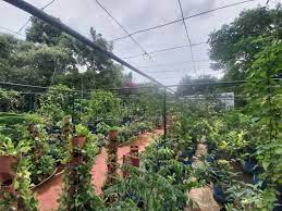 In Telangana These Rooftop Gardeners