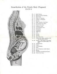 pregnancy pelvic pain physiopedia