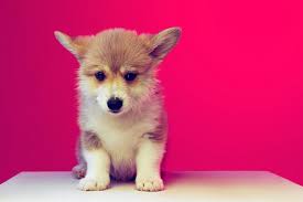 cute puppy images free on