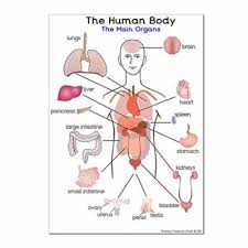 Let's explore different parts of your body in english. The Main Organs Of The Human Body A4 Poster Primary Treasure Chest A4 Poster