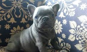 Blue and Rare Colored French Bulldog Puppies NY | Classact Kennel
