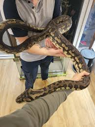 carpet pythons unique reptiles for
