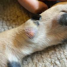 what s this lump on my dog s paw