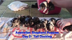 day 2 tail docking made easy you