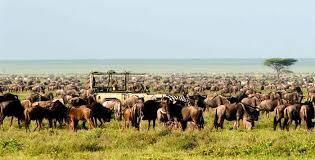 Kubwa Five Safaris - Get Wowter