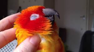 a funny and cute parrots compilation