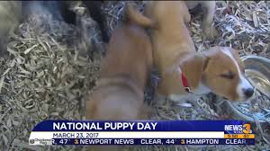Maybe you would like to learn more about one of these? National Puppy Day March 23 2022 National Today