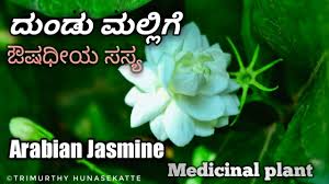 ದ ಡ ಮಲ ಲ ಗ arabian jasmine