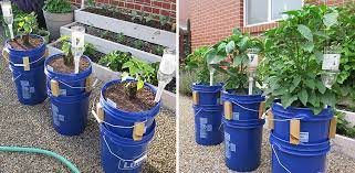 Diy Container Gardening Ideas How To