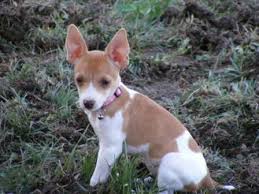 rat terrier puppies from the rd ranch