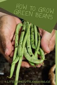 grow bush green beans and pole green beans