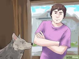 how to own a pet wolf 14 steps with