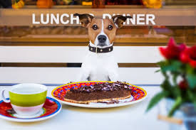 special menus for your dog