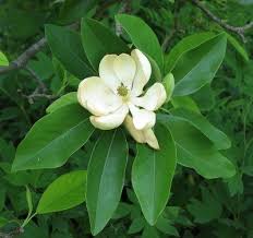 We did not find results for: Sweetbay Magnolia Information How To Grow And Care For A Sweetbay Magnolia Tree