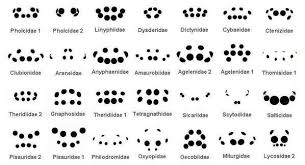Chart Of Spider Eye Arrangements In 2019 Spider Types Of