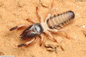 1 how do you know that the djinn of the deserts uses magic? Camel Spider Facts Pictures In Depth Information Desert Arachnids