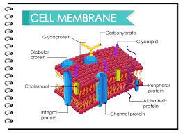 understanding cells types structure
