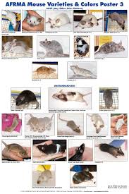 Afrma Mouse Varieties Colors Poster P3 Pet Mice Fancy