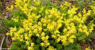 how to grow the goldmoss stonecrop