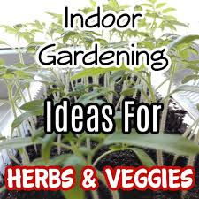 Indoor Gardening Ideas For Vegetables