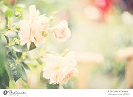 love roses nature plant a royalty