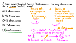 somatic cells and gametes
