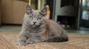 chartreux cats breed appearance