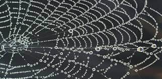 Green method developed for making artificial spider silk | University of  Cambridge