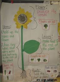 Plant Structure 2nd Grade Made This Anchor Chart To Go