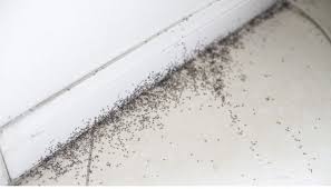 ants in bedroom reasons and solutions