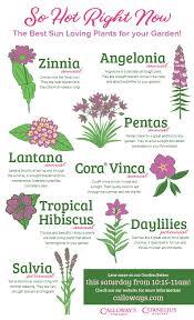 Rosemary also is a natural mosquito repellent! The Top 8 Sun Loving Plants For Your Garden Calloway S Nursery