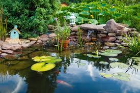 Top 10 Koi Pond Maintenance Tips For