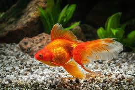 what s the of a pet goldfish in