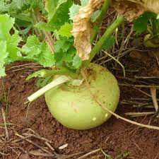 How to Grow Turnip Greens in a Hurry