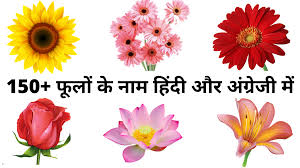 Flowers name list with meaning. 150 Best Flowers Name In Hindi And English à¤« à¤² à¤• à¤¨ à¤®