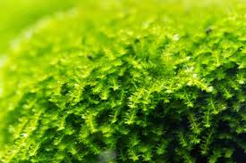 christmas moss care guide for the