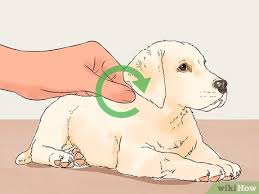 When looking for a puppy, please skip pet stores and internet sites and consider a shelter or rescue first. How To Give Puppy Shots With Pictures Wikihow