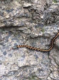 2 оценок товара об этом товаре. Eastern Blackneck Garter Snake Keep Austin Biodiverse