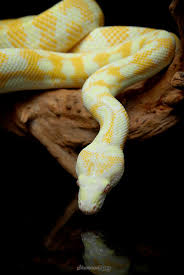 albino darwin carpet python 002 jpg