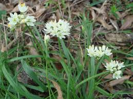 Allium subvillosum - Wikipedia