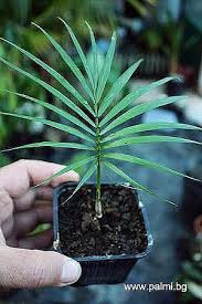 Всички важни съобщения, свързани с промоции, бонуси, правила и условия за ползване на сайта. Rhopaloblaste Augusta Palmpedia Palm Grower S Guide