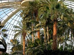 indoor palm trees indoor palms