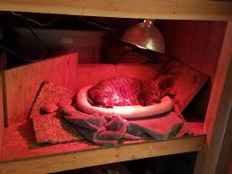 The aluminum dome increases the amount of light and uv emitted to your pals up to 30%, so you can keep them warmer using the same amount of heat. Pin On Cat Shelter